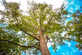 Best Tree and Shrub Care  in Kenmore, NY