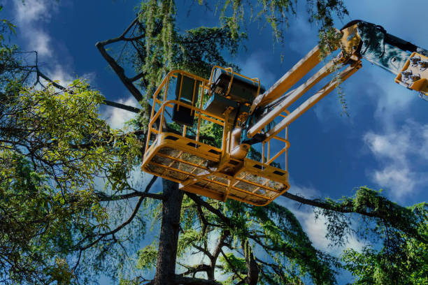 How Our Tree Care Process Works  in  Kenmore, NY