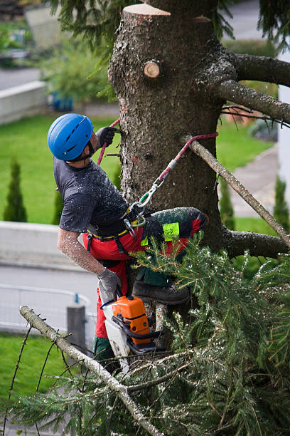 Best Organic Lawn Care Solutions  in Kenmore, NY