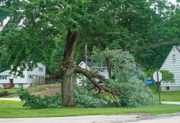 Best Lot and Land Clearing  in Kenmore, NY